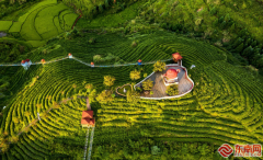 美阳村茶财产是全乡茶财产成长的活泼缩影