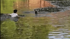 其头部已数入水中