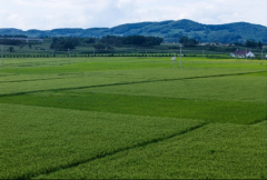 为省农委、省粮食和物资储蓄局指定的农产质量